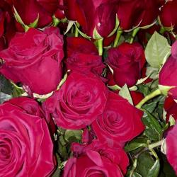 Fleurs De Caumartin