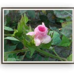 Fleurs De Cotons
