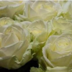 Fleurs De Lys