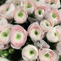 Fleurs Du Faubourg