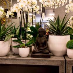 Fleurs Du Faubourg