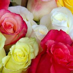 Fleurs Du Neuhof