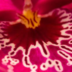 Fleurs Du Pilat