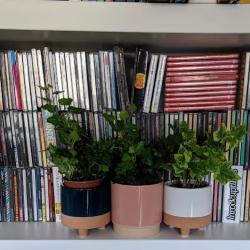 Fleurs Du Temps