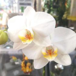 Fleurs Ernst
