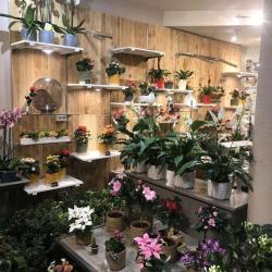 Fleurs Et Plus