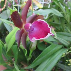 Fleurs Gaudel Barthelme