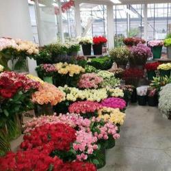 Fleurs