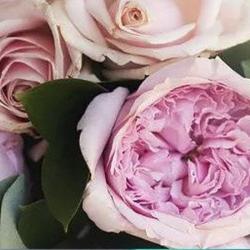 Fleurs Schildknecht