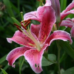 Fleurs Vert Tige