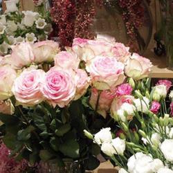 Flor Et Sens