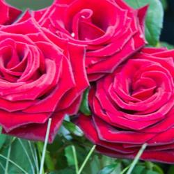Flore