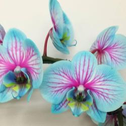 Florence Et Alain - Art Floral