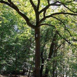 Forêt D'halatte