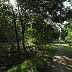 Forêt De Sénart