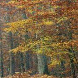 Forêt De Tronçais