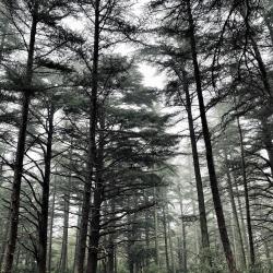 Forêt Des Cèdres Du Luberon