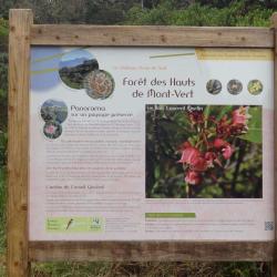 Forêt Des Hauts De Mont-vert