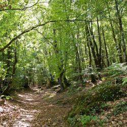 Forêt Domaniale De Camors