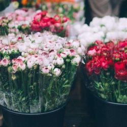 Les Fleurs De Marie Claire