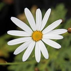 France Fleurs