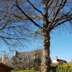 Franglais Soins Des Arbres