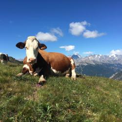 Fromagerie De Château-queyras