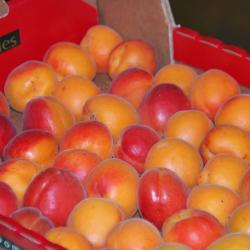 Fruits Primeurs Bonnefoy