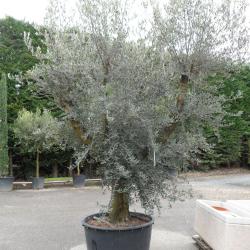 G.a.e.c. Simavert Pepinieres Perrin