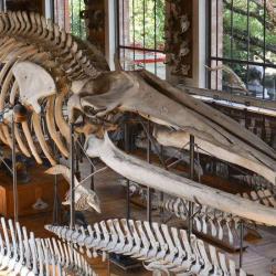 Galerie Anatomie Comparée Paléontologie