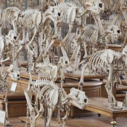 Galerie De Paléontologie Et D’anatomie
