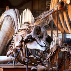 Galerie De Paléontologie Et D’anatomie Comparée