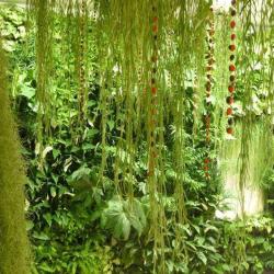 La Galerie Verte Jardins De Babylone