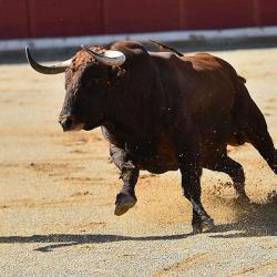 Ganaderia Cap De Gascogne