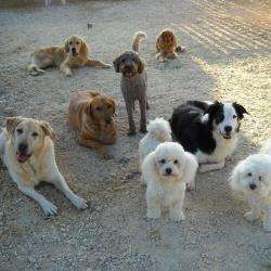 Gardanimo Pension Et  éducation Canine