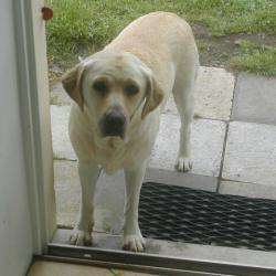 Garde De Chien