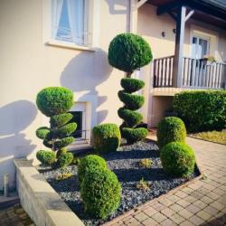 Garden Rose - Jardinier Paysagiste