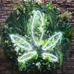 Gardenz - Alexandrie Garden - Cbd Shop