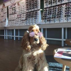 Opticien Granville Générale D'optique