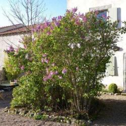 Gîte Barbastelle