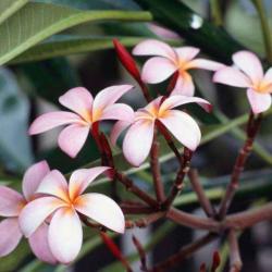 Giv Flore