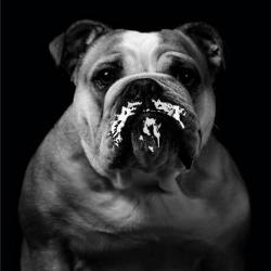 Glaces Moustache-artisan Glacier