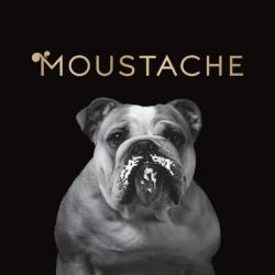 Glaces Moustache-artisan Glacier