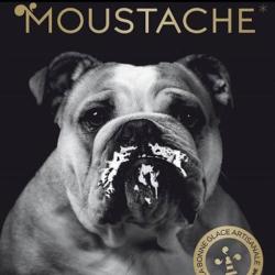 Glaces Moustache-artisan Glacier