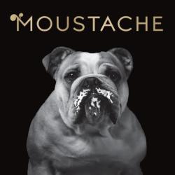 Glaces Moustache-artisan Glacier