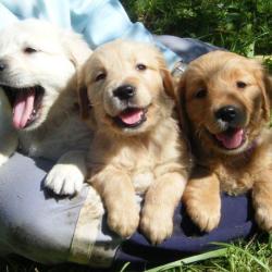 Goldens Des Rives De La Bidouze