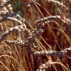 Graines De Paysans