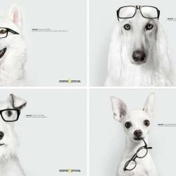 Grand Optical