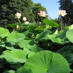 Grandes Serres Du Jardin Des Plantes