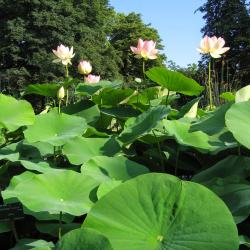 Grandes Serres Du Jardin Des Plantes